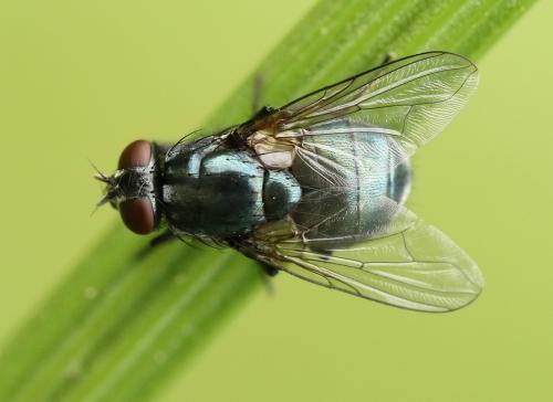 Réf. 222 812 : Eudasyphora cyanicolor